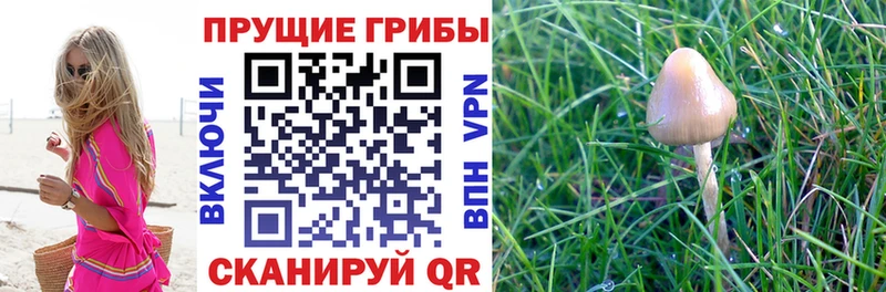 Галлюциногенные грибы GOLDEN TEACHER Рыбинск
